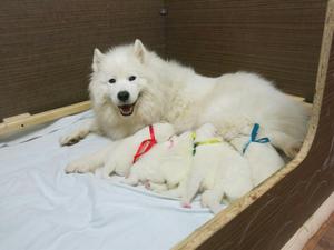 Samoyedo