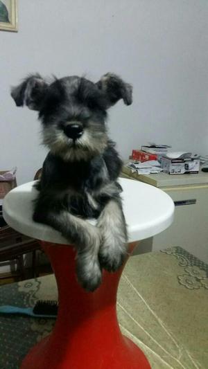 Schnauzer