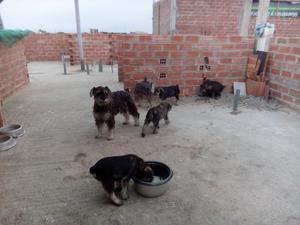 Se. Vende. 4 Esnauser. Henbritas
