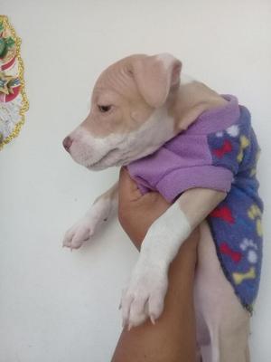 Se Vende Pitbul de Raza Americana