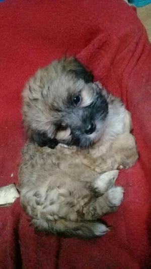 Se Vende Shitzu. Chitzu. Chitsu