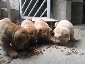 Shar Pei No Pitbull No Amerocan Bully