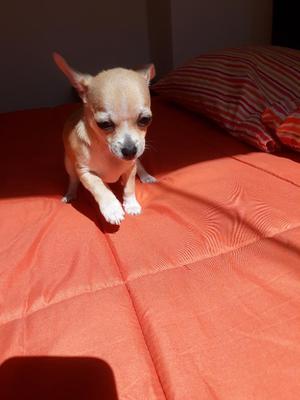 Tierna Chihuahua