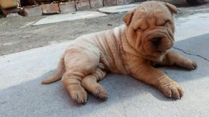 Vendo Cachorros Sharpei