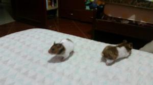 Vendo Hamsters