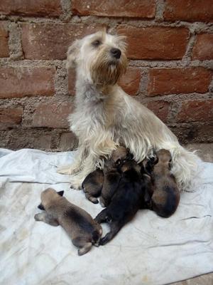 Vendo Perrito Schnauzer