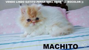 Vendo Preciosos Gatitos Persas Doll Face