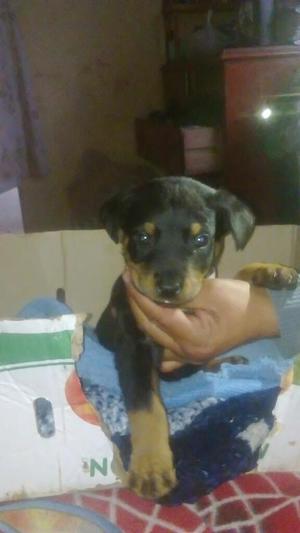 Vendo Rottwailer Hembrita Precio a Trata