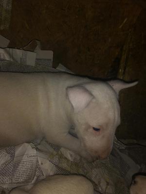 Venta de Bull Terrier