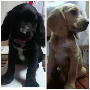 Venta de Cachorros Coker