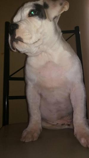 american bully con fusion bully