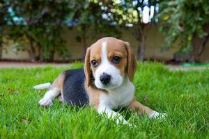 beagle hermosas cachorras