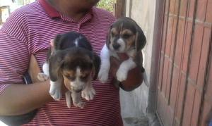 cachorros beagle tricolor