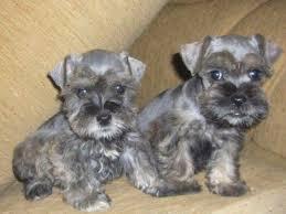 cachorros schnauzer miniatura sal y pimienta y color plata