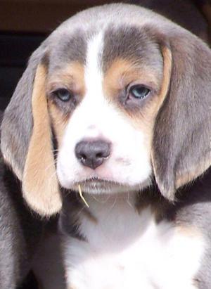 espectaculares cachorros beagles