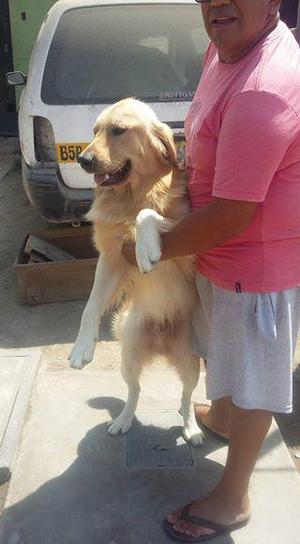 golden retriever macho para monta