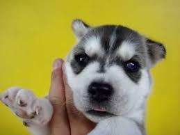 linda cachorrita siberiana de 35 dias a 350 soles 