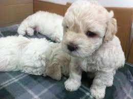 poodle toy blancos bellos cachorros para mascota toda la