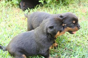 rottweiler aleman tres cachorros