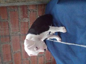 American bully fusion padre AB pocket madre AB fusion