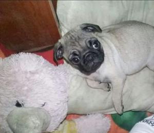 Cachorros pug