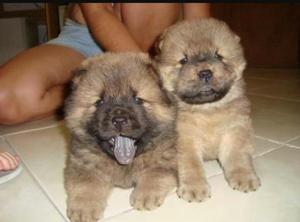 Chow Chow