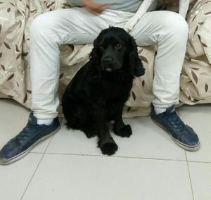 Cocker