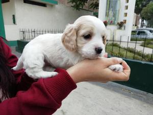 Perrita bichon malts de 1 mesesito