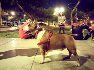Servicio Monta Stud Bull Terrier