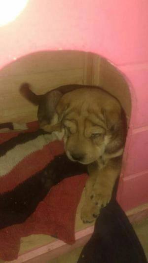 Sharpei