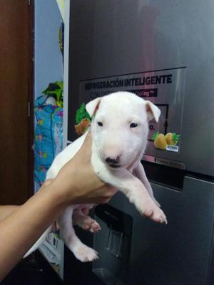 Ultima Cachorra Bull Terrier