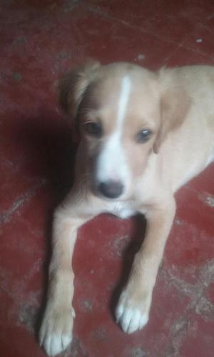 Vendo Cachorra de 3meses Labrador