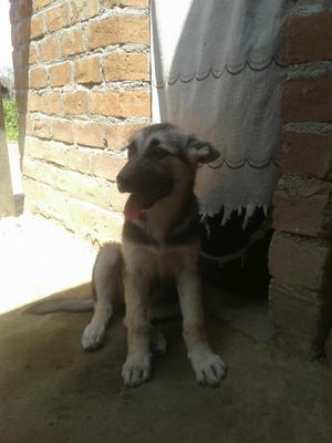 Vendo Linda Cachorita