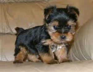 Yorkshire Terrier