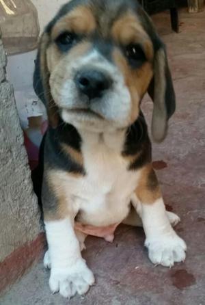 beagle cachorro