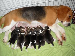 cachorros beagles