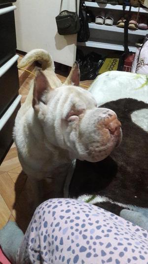 Adopción Responsable\\ Sharpei Alvino