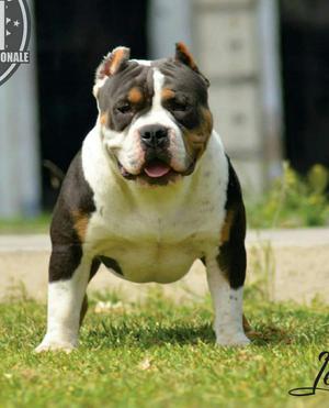 American Bully Servicio de Monta