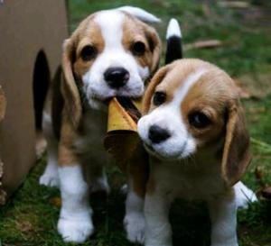 Beagle