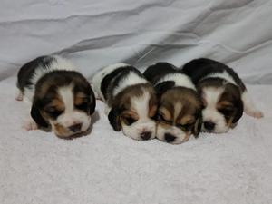 Beagles