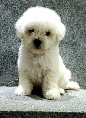 Bichon Frise