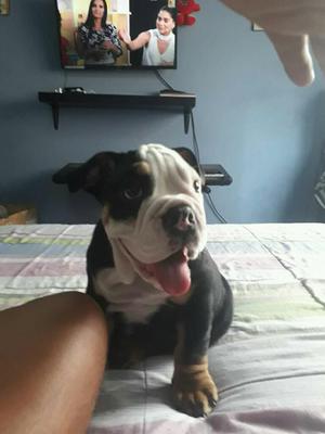 Bulldog Ingles Blacktri