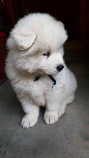 CACHORROS SAMOYEDO