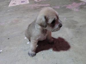 CACHORROS SCHNAUZER EN VENTA