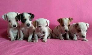 Cachorros Jack Russell T