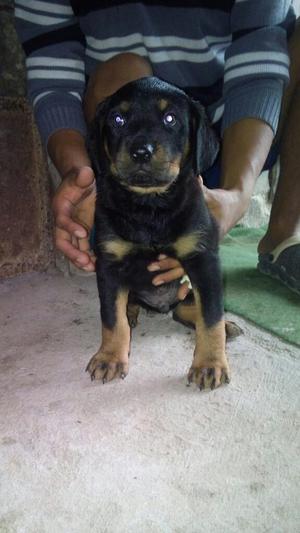 Cachorros Rottweiler