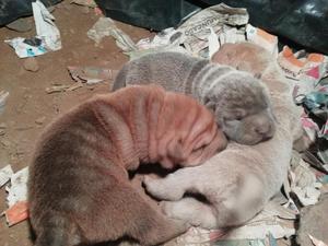 Cachorros Sharpei