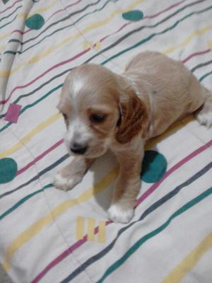 Cachorros de Raza Pura