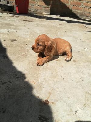 Cocker Spaniel