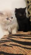 Gato Persa semiextremos machito marron y negros